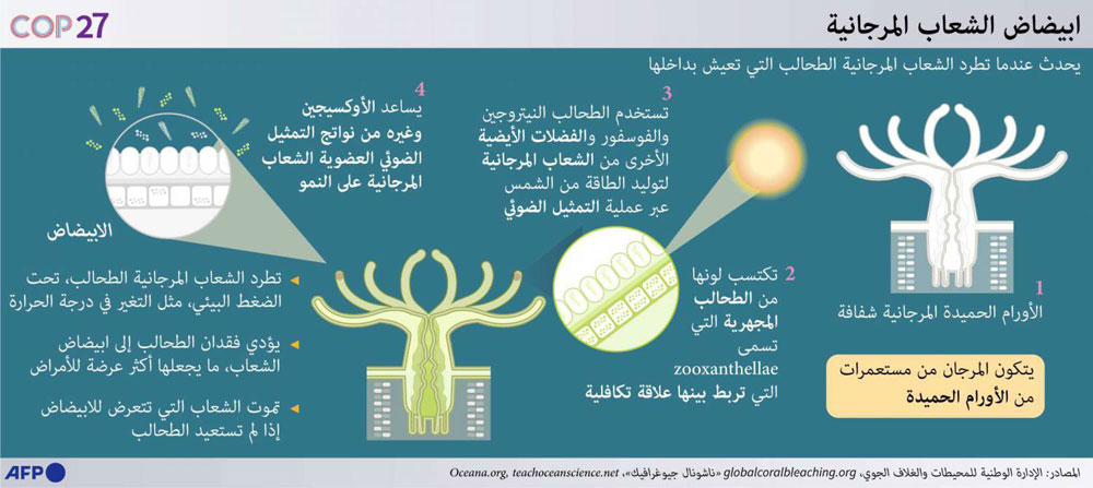 مصر Thumbnail