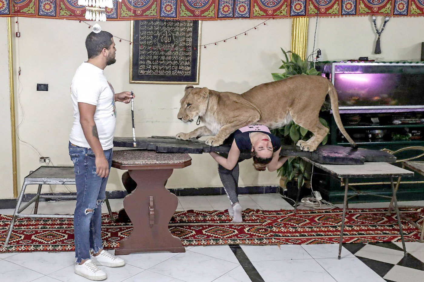نجوم تلفزيون
