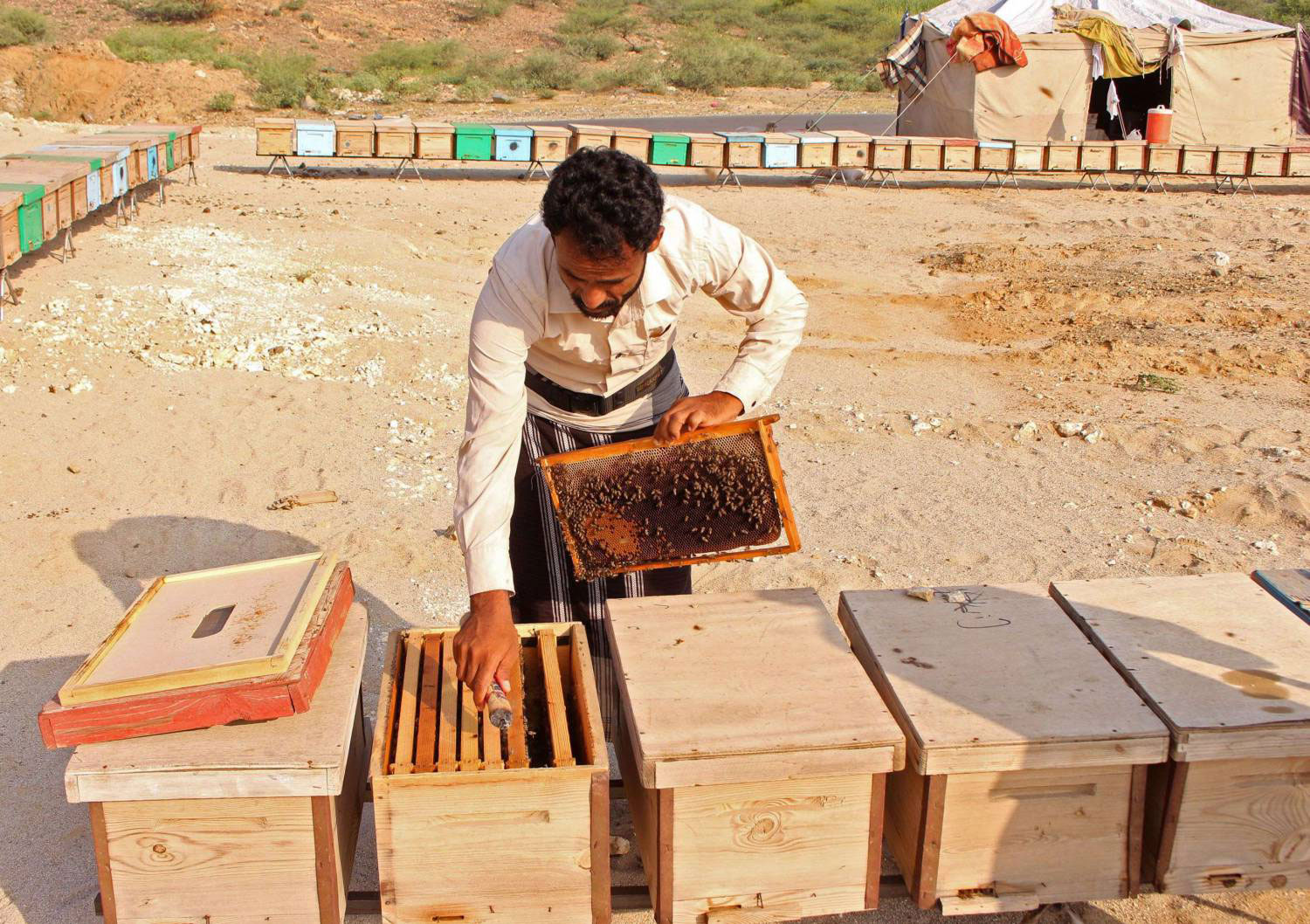 الآلاف من اليمنيين يمتهنون تربية النحل وإنتاج العسل