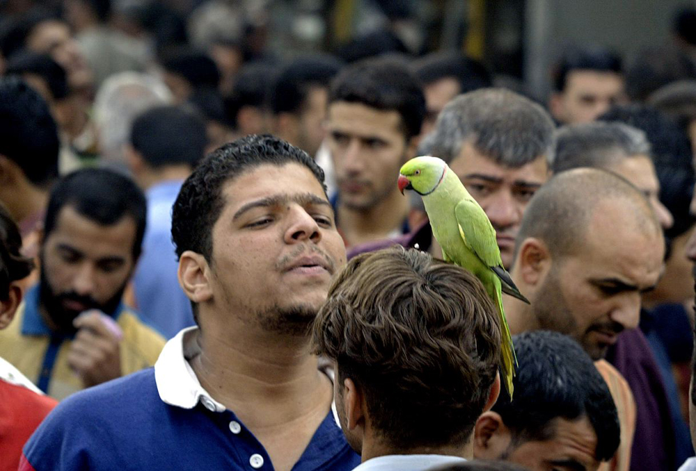 تربية الطيور كانت شائعة في العراق