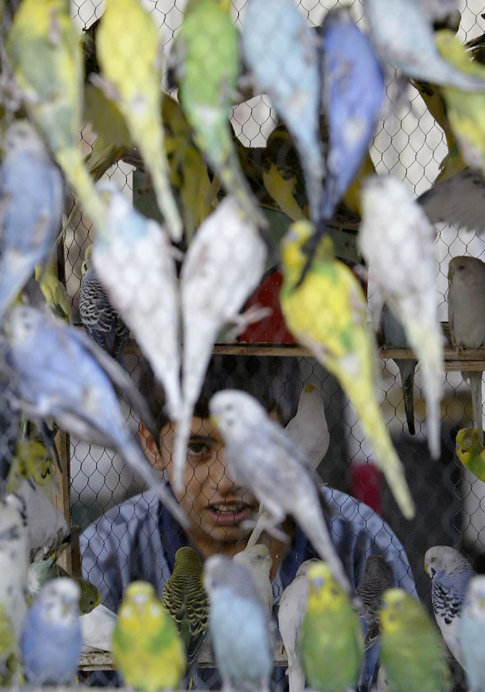 البغداديون يحبون الطيور الملونة