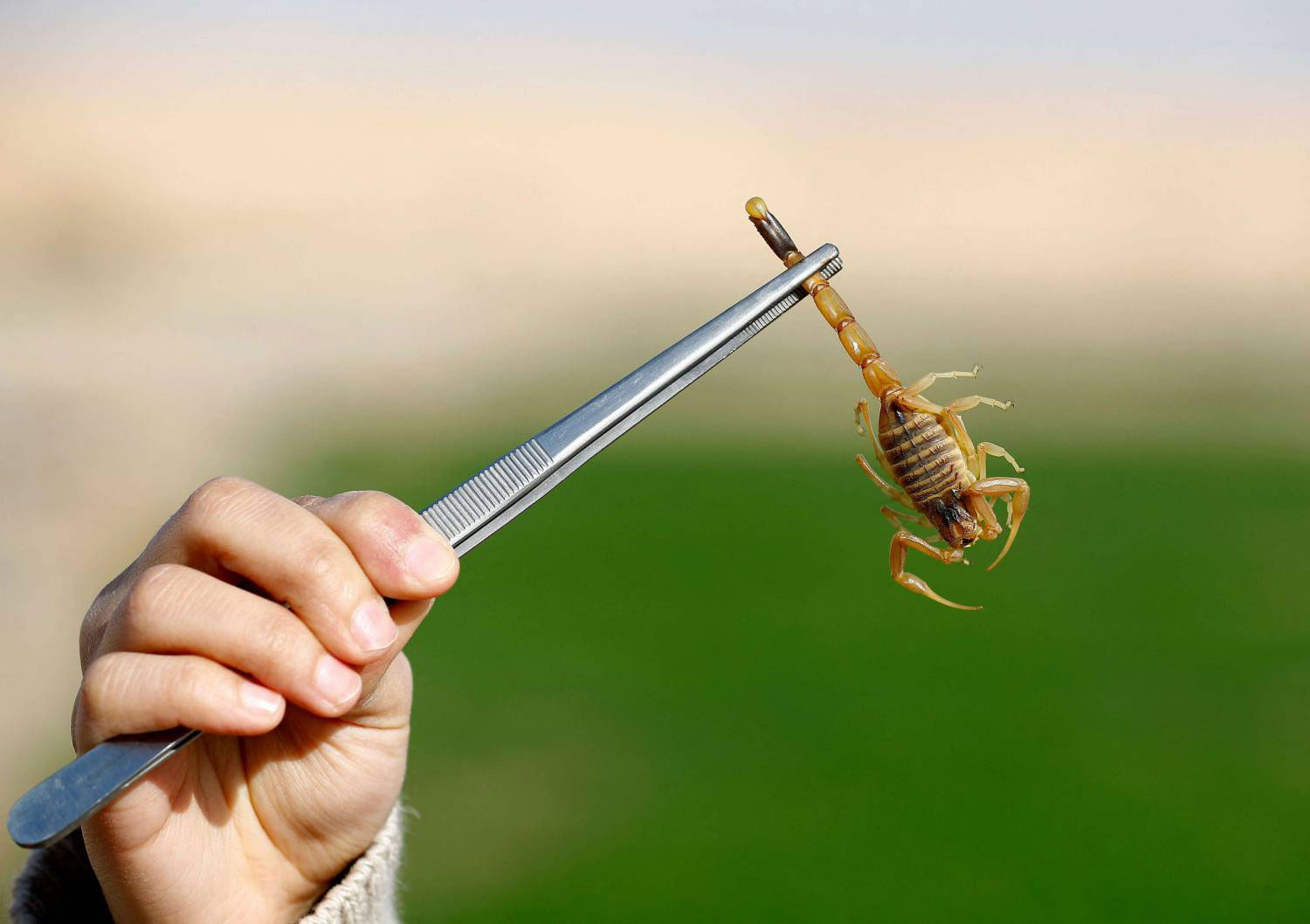 سم العقارب لأغراض البحوث الصيدلانية