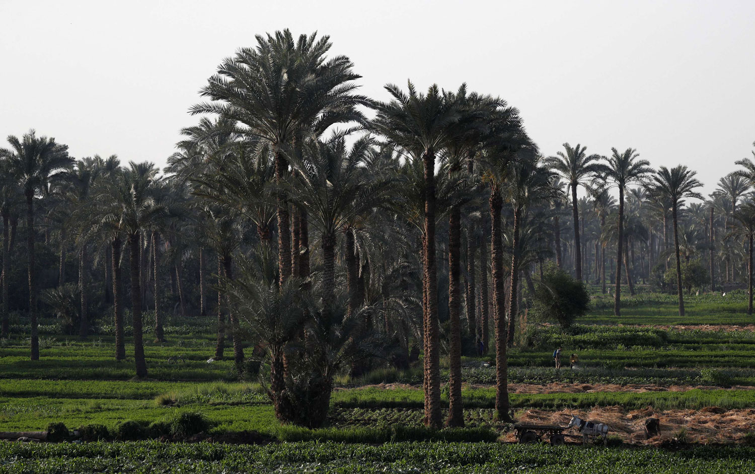 مصر أخذت قرارا بزراعة 2.5 مليون نخلة من الأصناف الجيدة والجديدة، والتي لها رواج عالميا، مثل التمر البرحى وهو ما يؤهل مصر لريادة قطاع التمور على مستوى العالم
