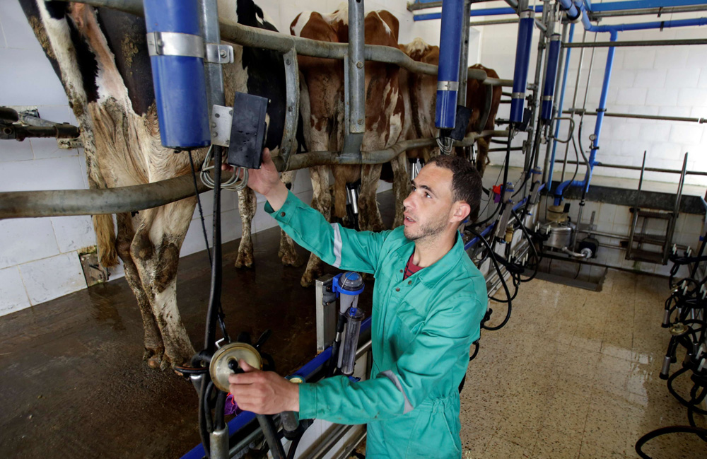 نقص منتجات الألبان في السوق المحلية