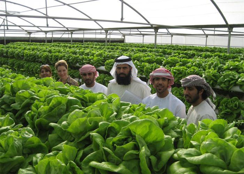 دعم المشاريع الزراعية