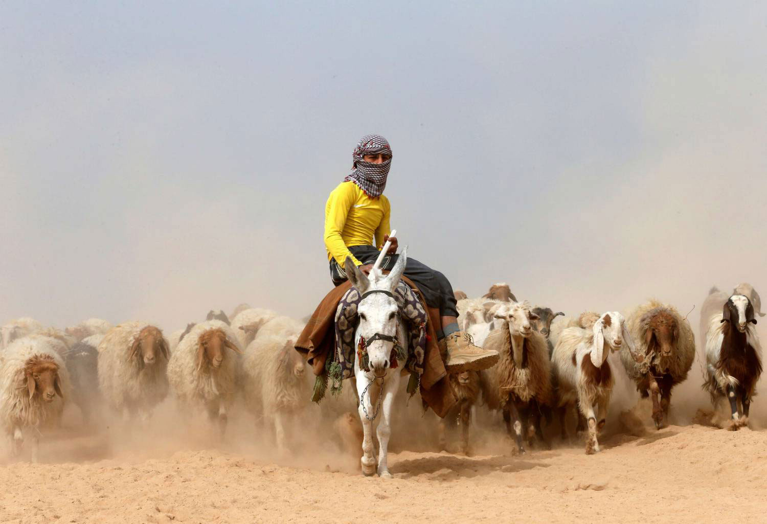 سكين الجزارة تعدل الأدوار