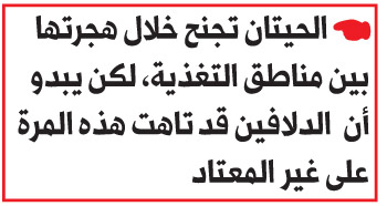دلفين