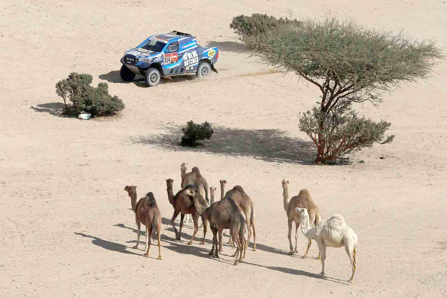 المشهد أجمل مع الإبل