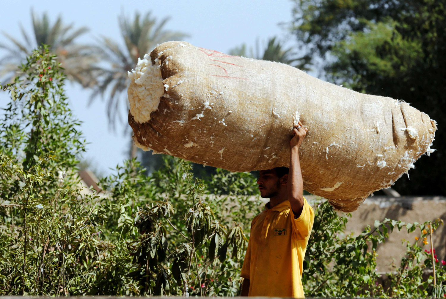 التحديات كبيرة أمام استرداد القطن المصري لمكانته العالمية، وهو أمر يتطلب إعادة نظر في كثير من السياسات والبحث عن صيغة تكاملية بين المزارع والحكومة والمصانع التي تتولى مهمة التصدير