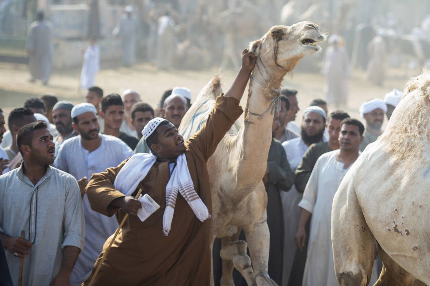 الإبل تأتي إلى مصر  من السودان وإريتريا والصومال ولا تشعر بألفة  مع البيئة الجديدة، وينتابها الفزع والهياج وتهاجم الرعاة لذلك يضربونها