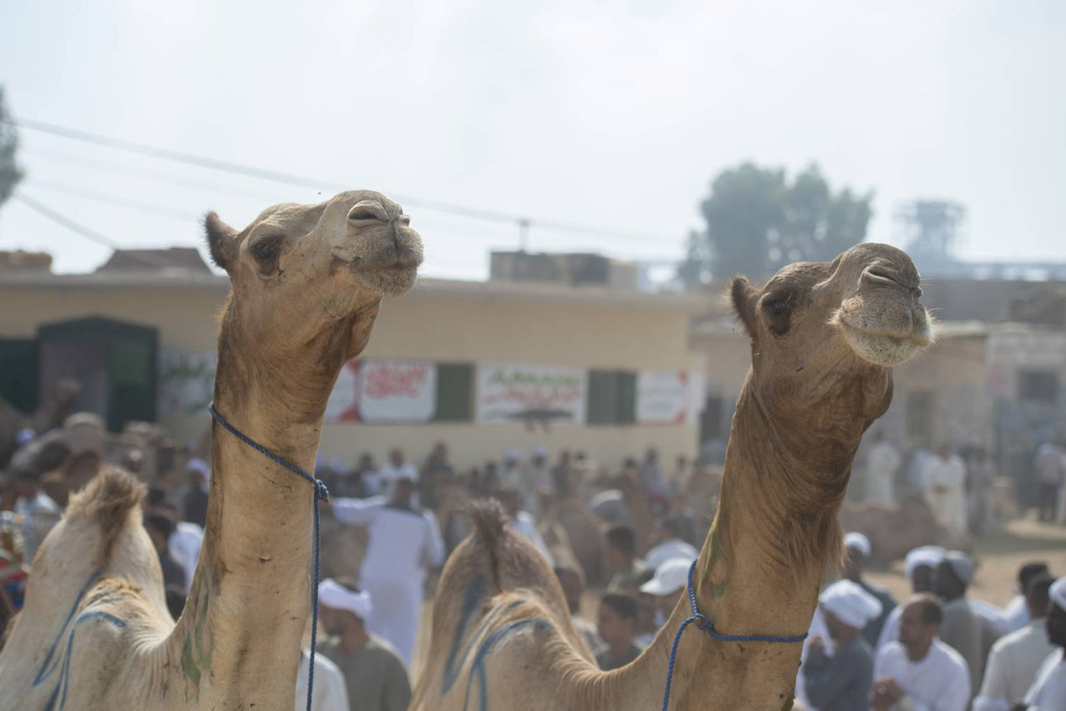 شموخ الإبل