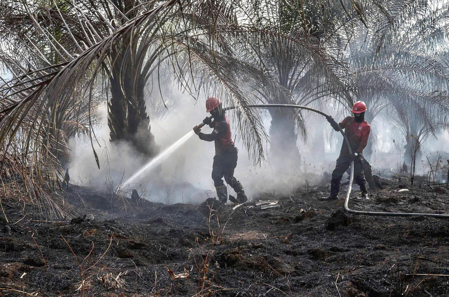 زيت النخيل يفاقم من فقدان الغابات ويزيد من نشوب الحرائق