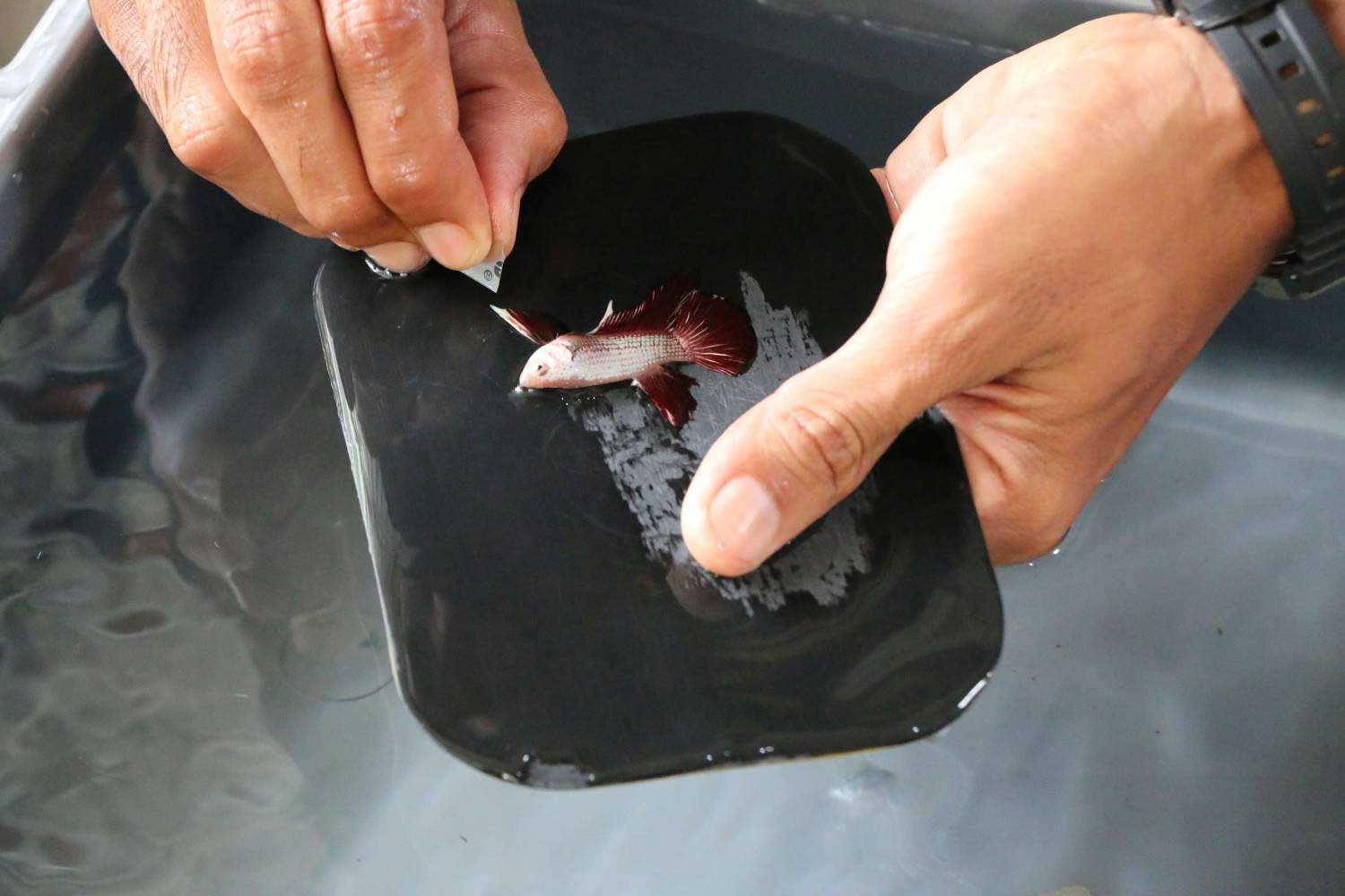 أسماك البيتا السيامي يمكن أن تعيش 25 يوما في كيس مملوء بالماء دون غذاء