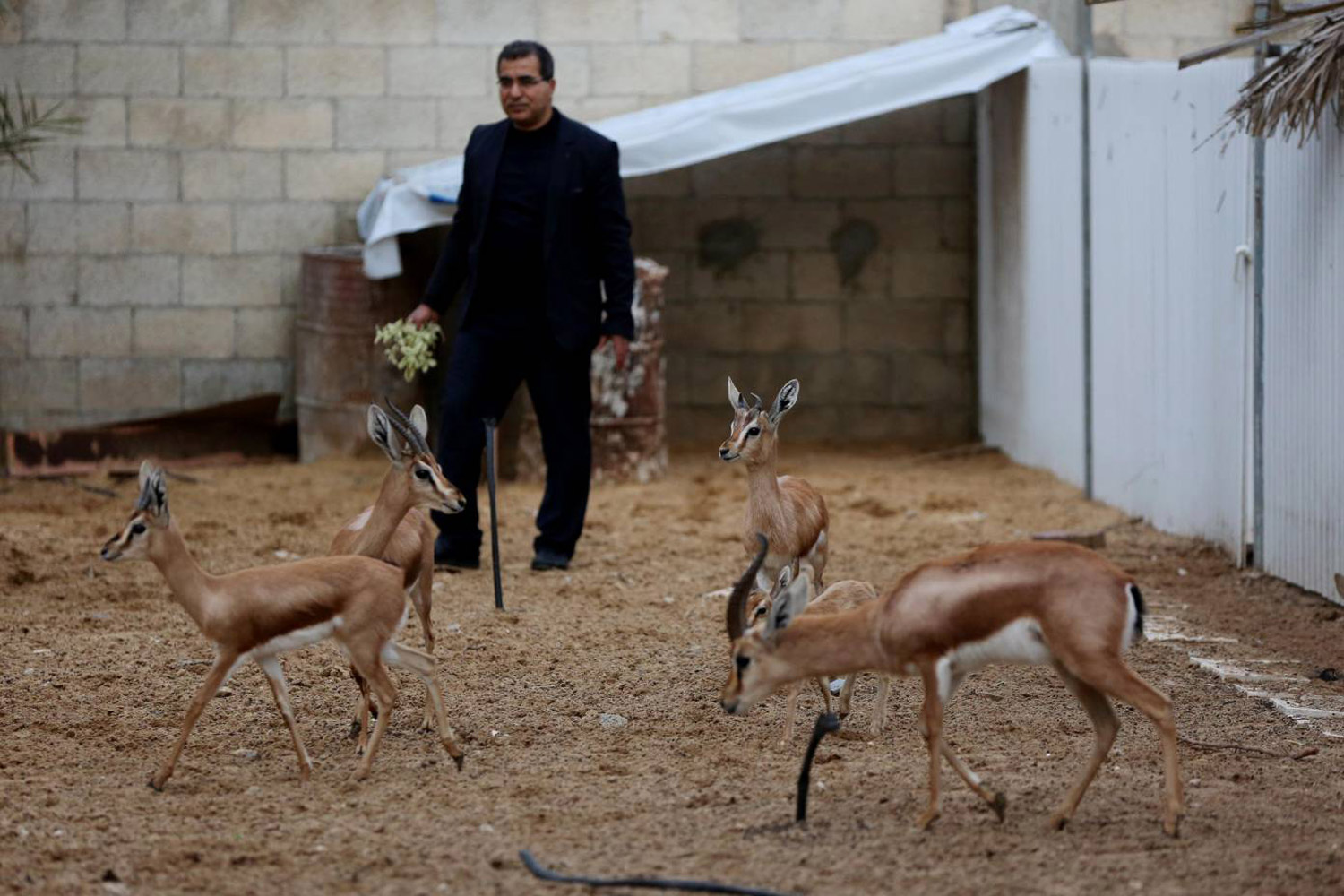 السعر العالمي للغزال  الواحد يصل إلى 11 ألف يورو أحيانا بينما في قطاع غزة لا يتجاوز سعره الأقصى ألفي يورو
