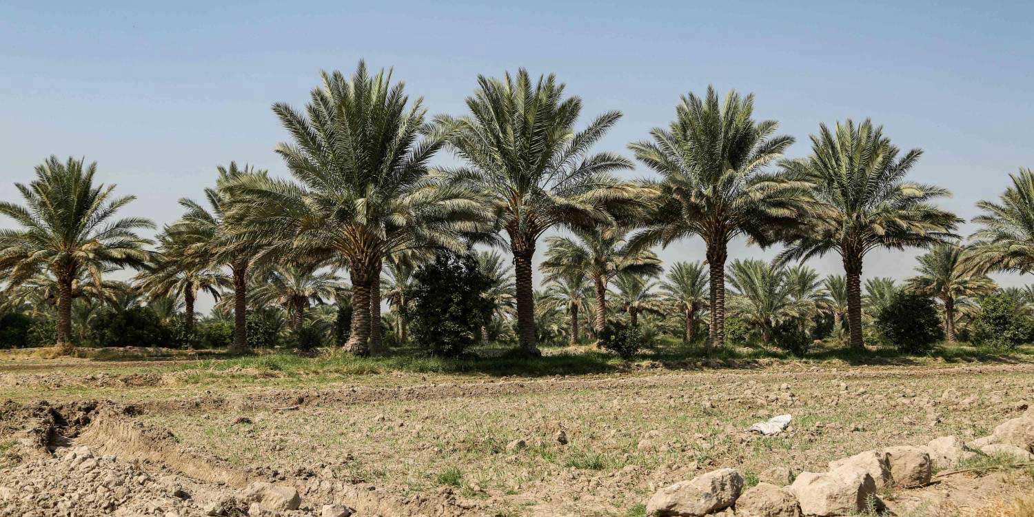 متسلقو النخيل جنوب العراق يقفون في وجه كل الأزمات حتى يحفظوا المهنة من الاندثار