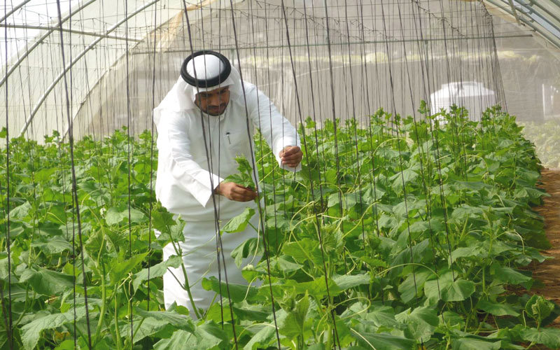 مبادرات الأغذية والزراعة للحد من الفقر