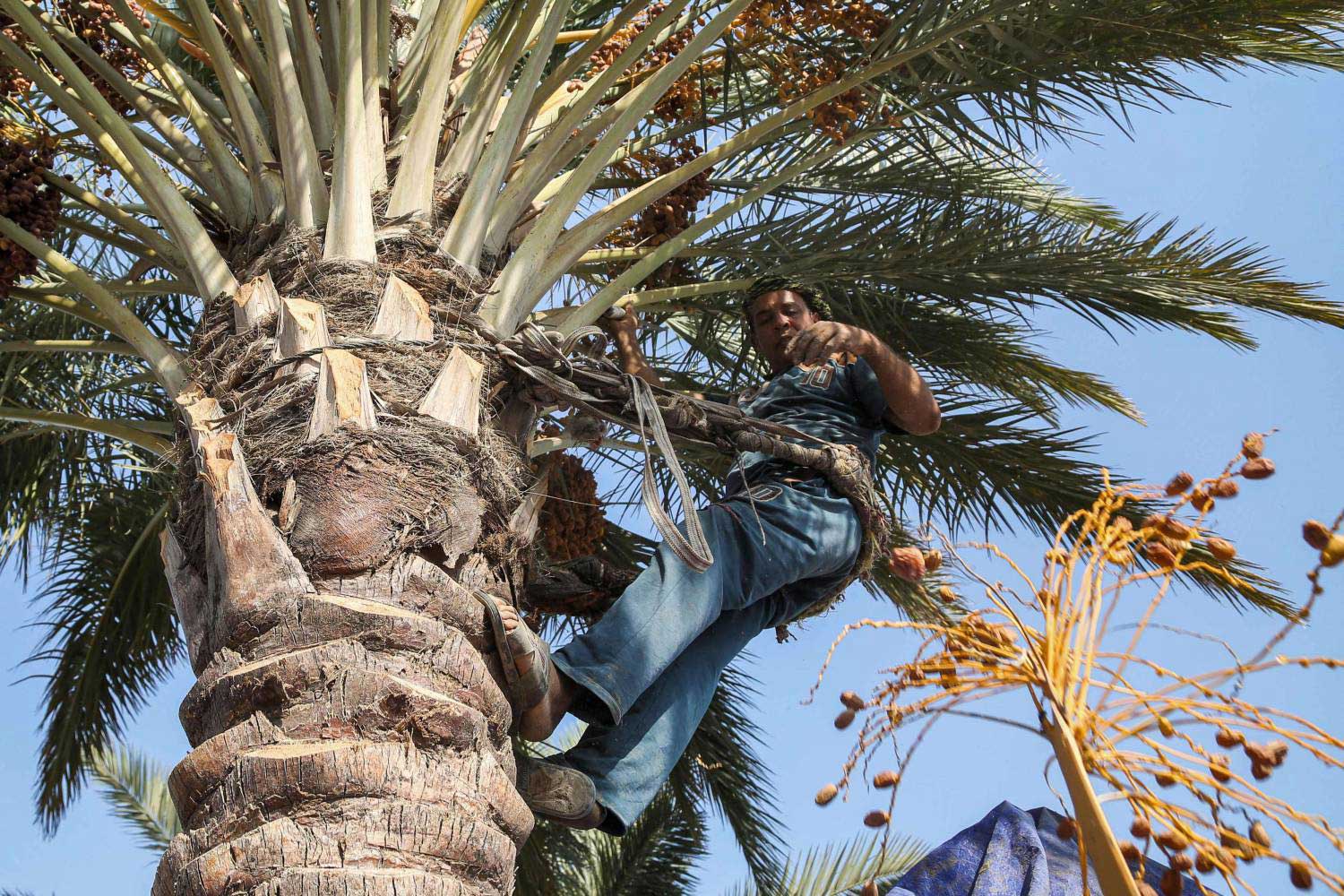  طقوس قطع أعذاق النخيل