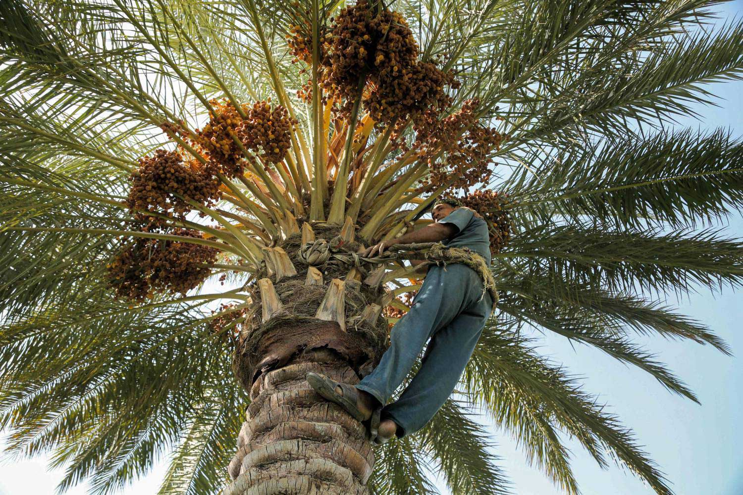 زراعة النخيل لا تحظى  بدعم الدولة في العراق