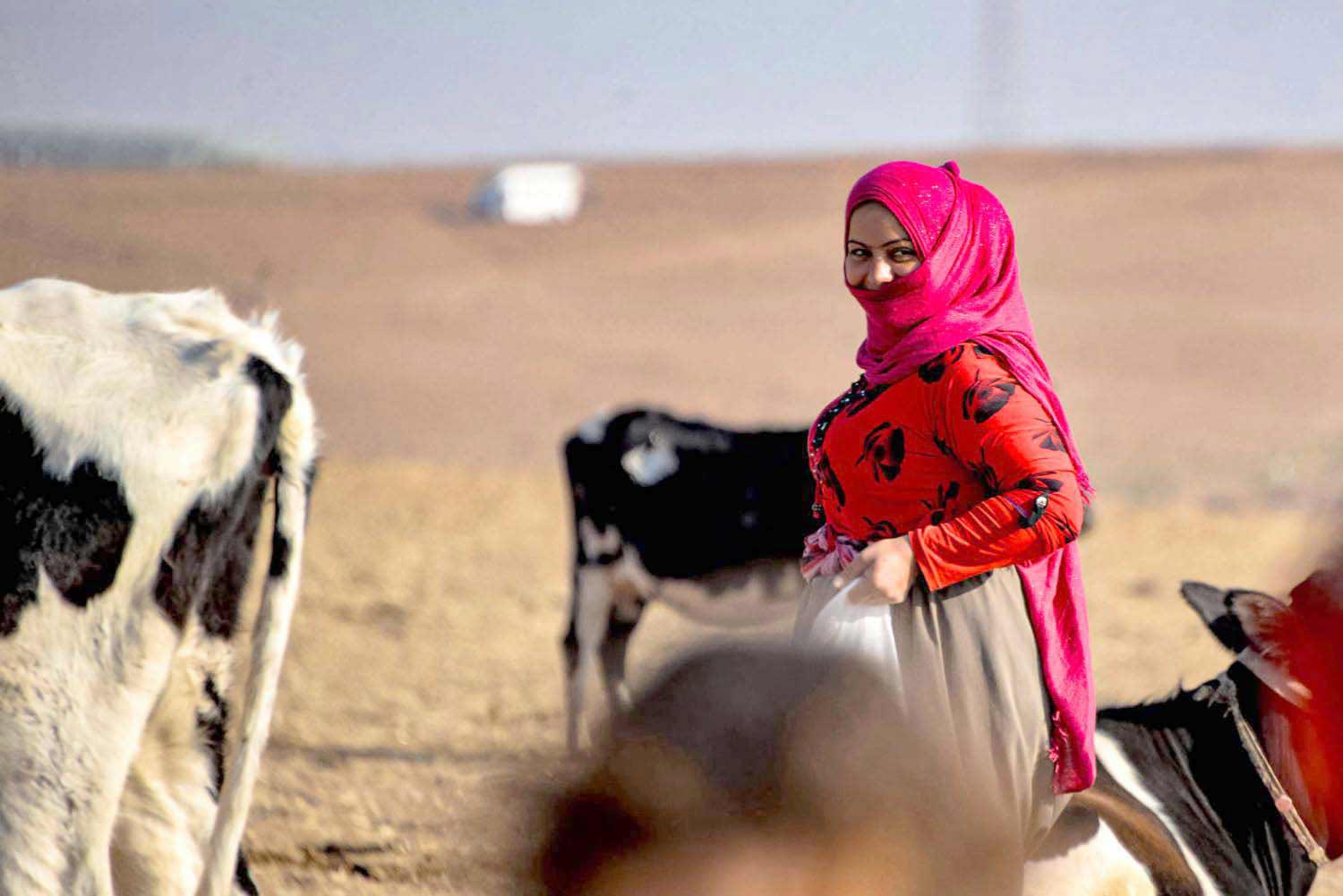 البقرة كريمة