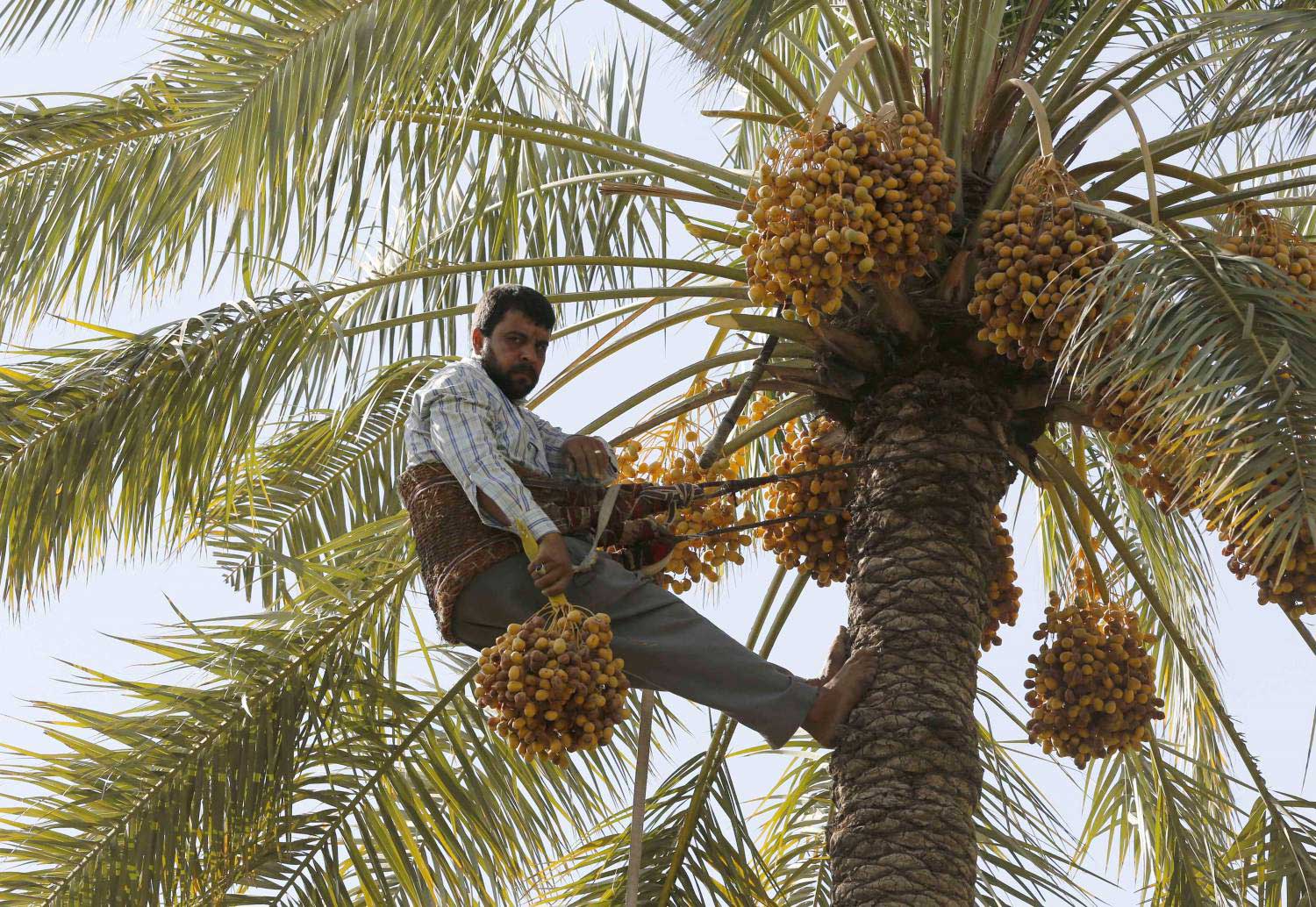النخلة تضرب جذورها عميقا في التربة