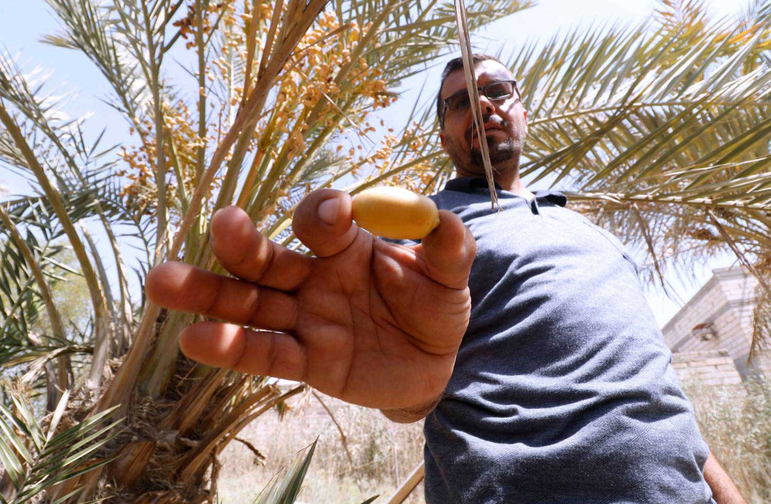 النخيل.. مدلول تاريخي ورمزي في حياة العراقيين