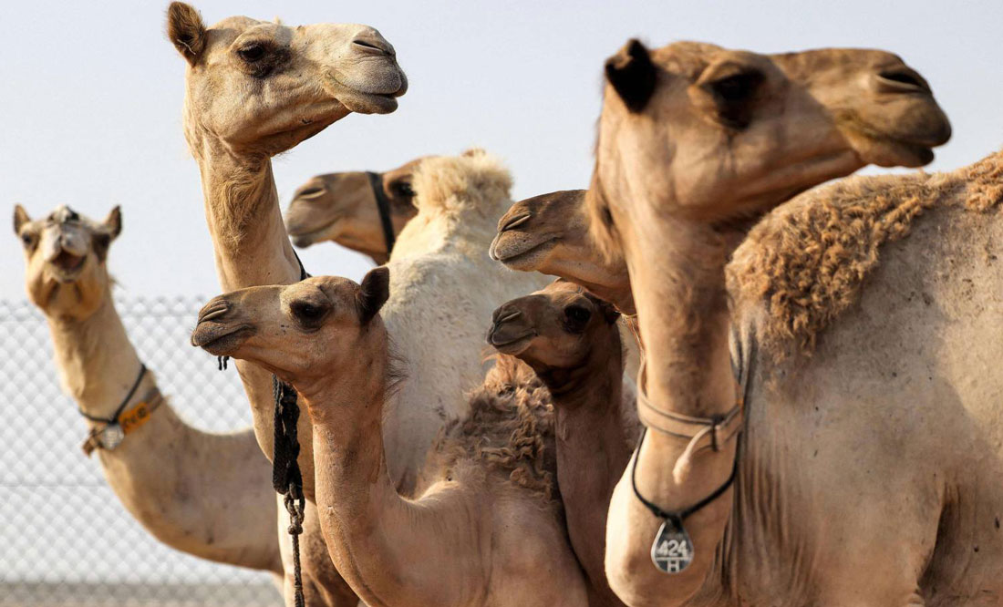 معايير جمال الإبل تستند على الرشاقة وجمال العرض وطول الشفة وكبر الجسم، إضافة إلى صحة الناقة ولمعان الشعر