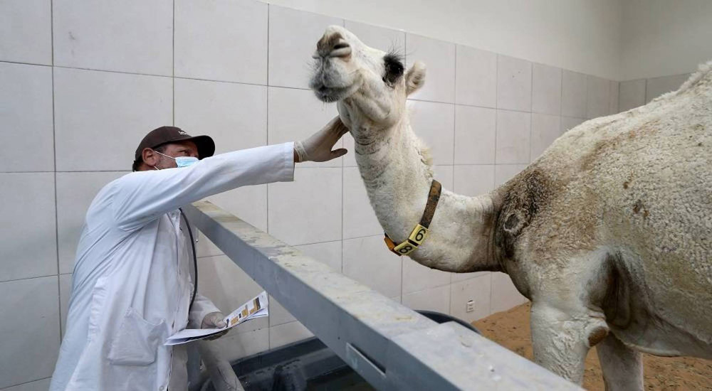 الإبل تحظى بمكانة خاصة عند السعوديين