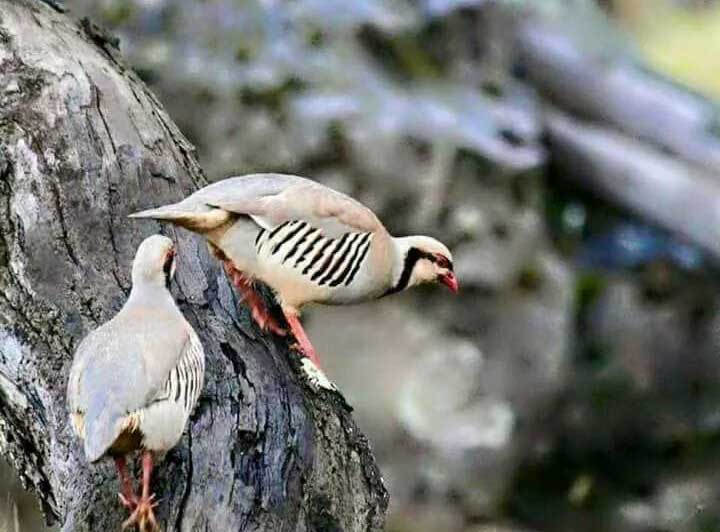 طائر رقيق يعشق الحرية