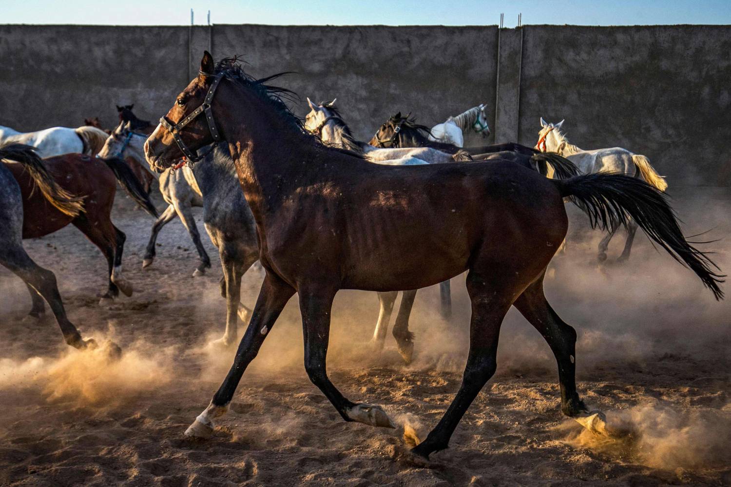 كساد تعكسه أجساد الخيول وملامحها 