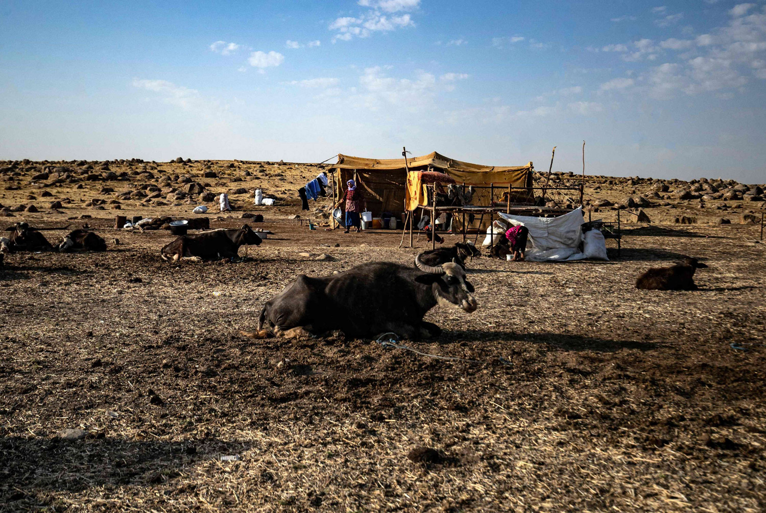 موجة الجفاف ساهمت في ضعف إنتاج الزيتون وزيت الزيتون بشكل كبير خلال الموسم الحالي بالمقارنة مع السنوات السابقة 