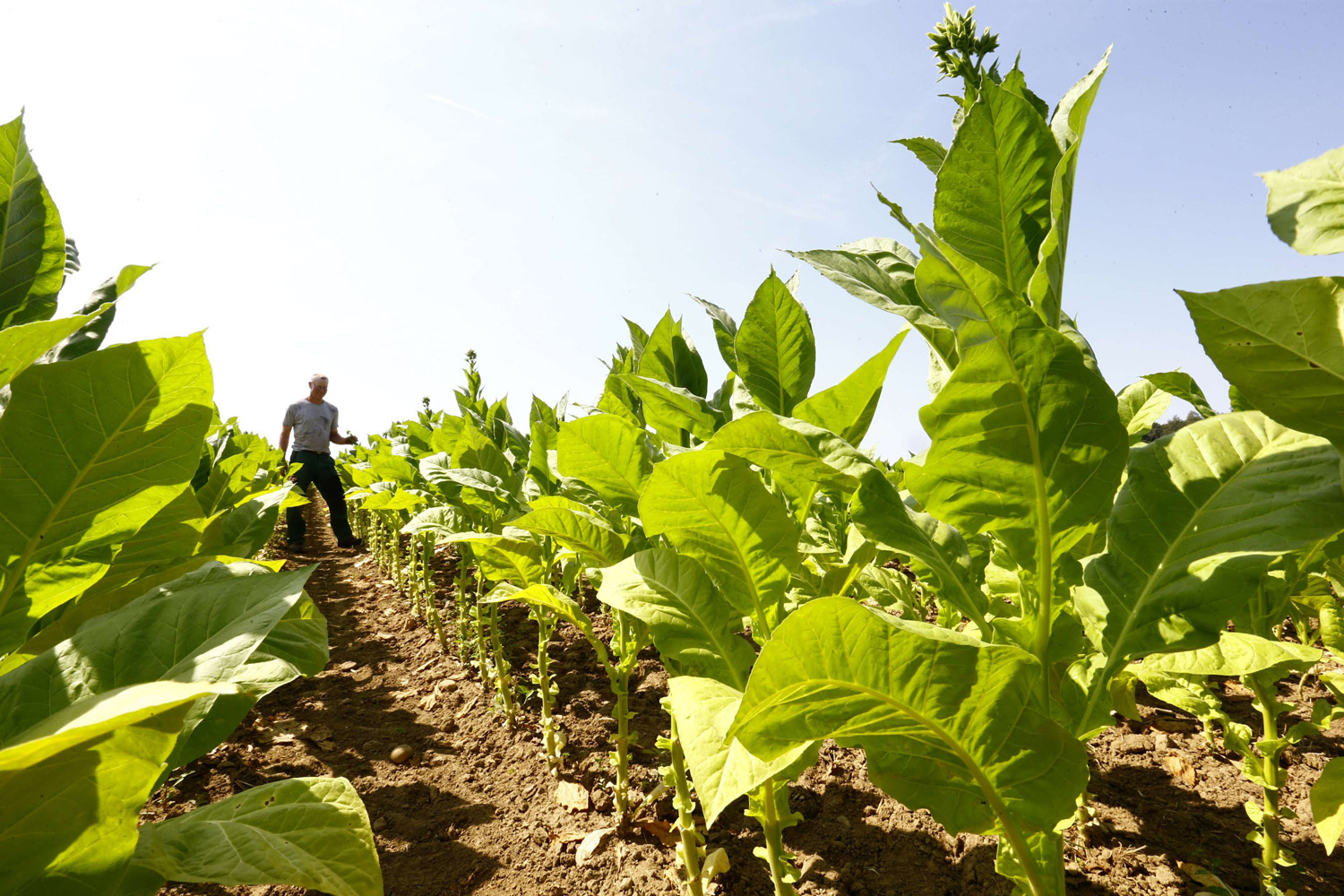 نبتة التبغ تستخدم كنموذج حي في مجالات الأبحاث الأساسية