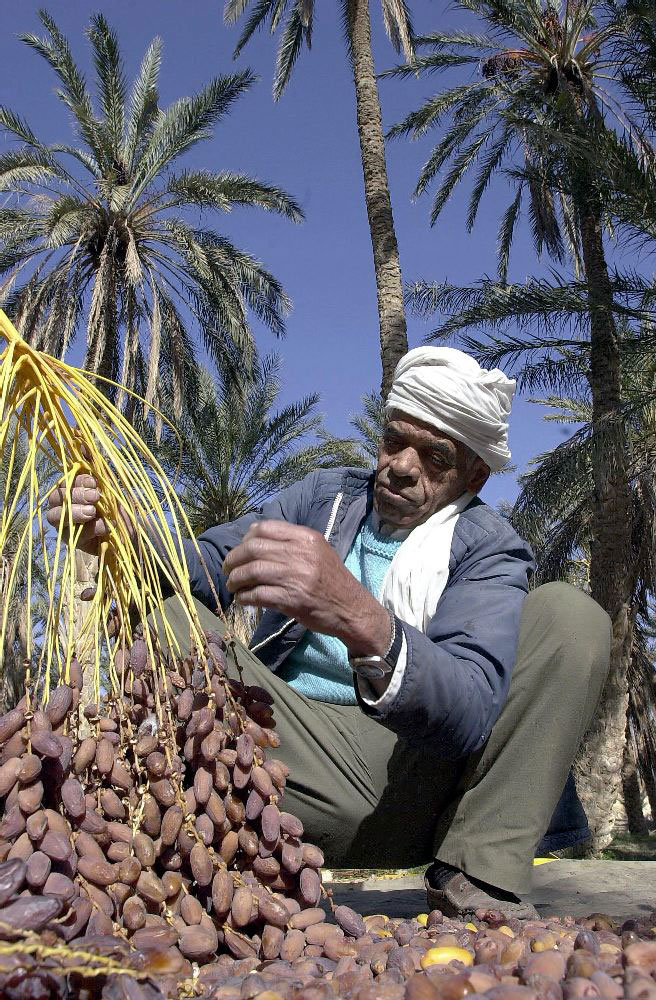 تراجع منتوج دقلة النور في محافظة توزر 