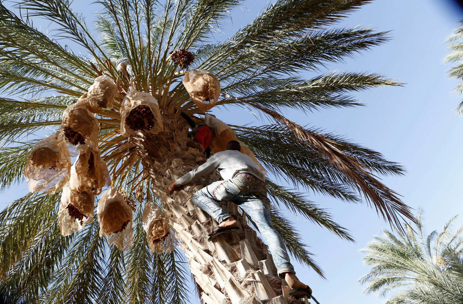 منطقة الجريد تضم نحو 1.5 مليون نخلة من بين 4.5 مليون نخلة منتشرة بالبلاد