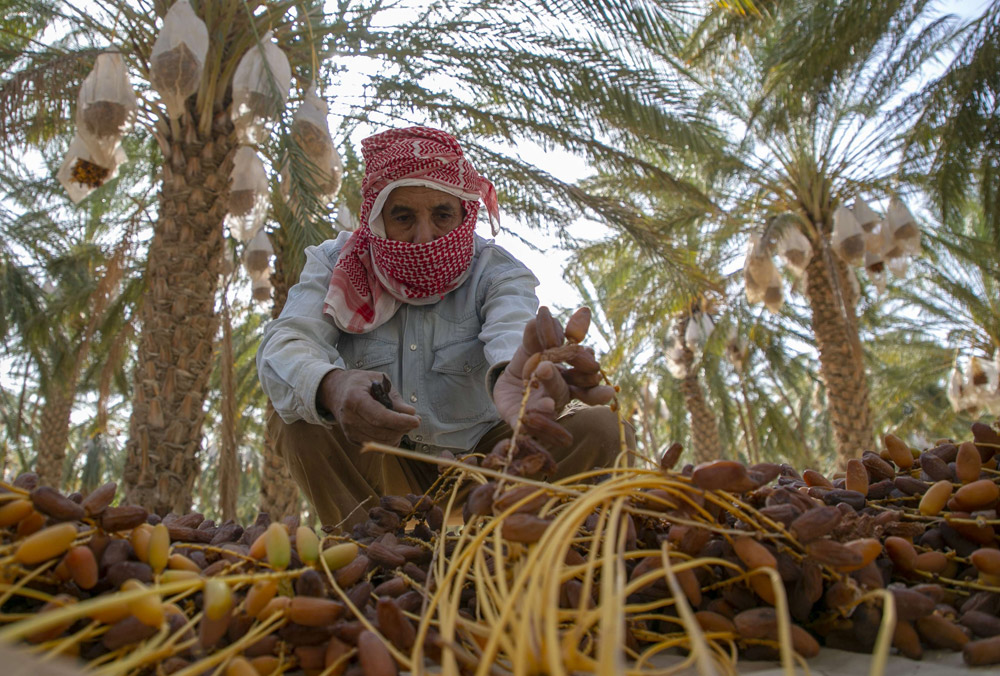 المزارع يضطر لبيع منتوجه بثمن زهيد في ظل غياب آليات للتسويق