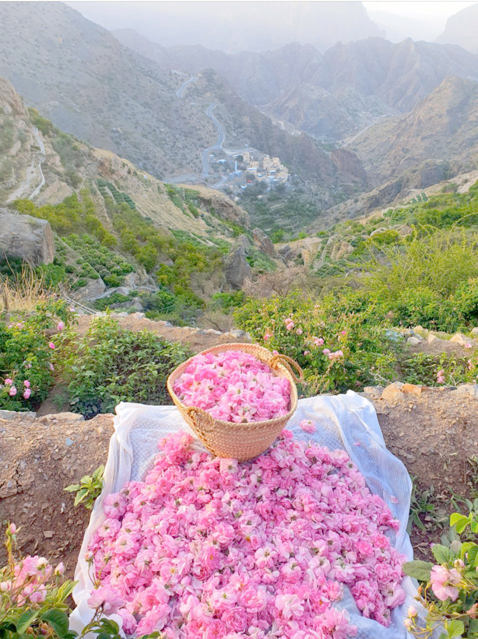 سر جودة ماء الورد