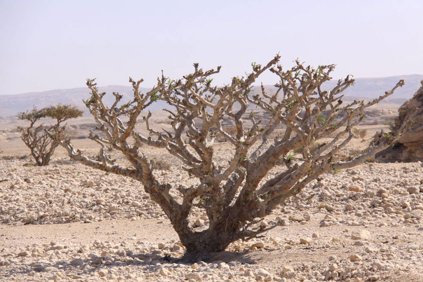 شجرة مهددة