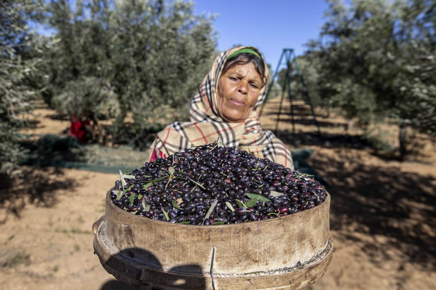موسم إستثنائي وصابة قياسية 