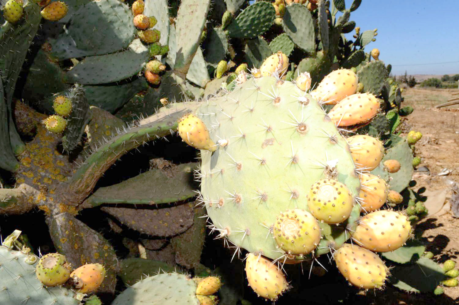الجزائر Thumbnail