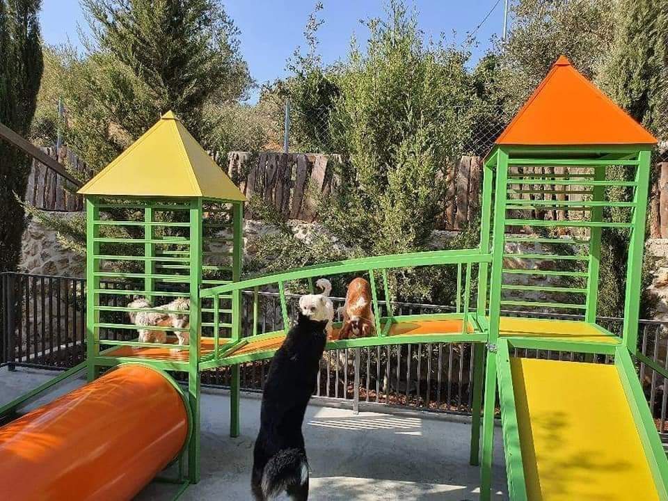 حيوانات Thumbnail